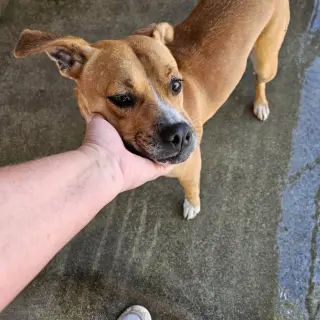 Mia (Courtesy Post) Foster or Adopt Me!