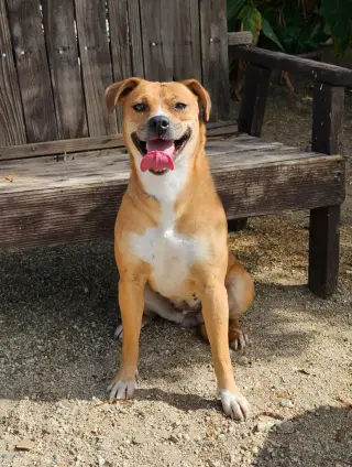 Mia (Courtesy Post) Foster or Adopt Me!