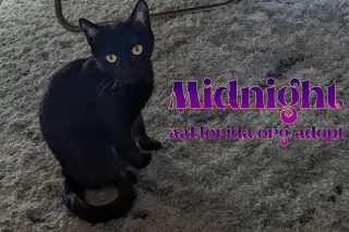 Midnight McKee