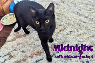 Midnight McKee