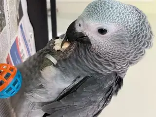 Loro gris africano