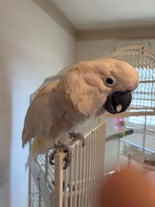 Oliver