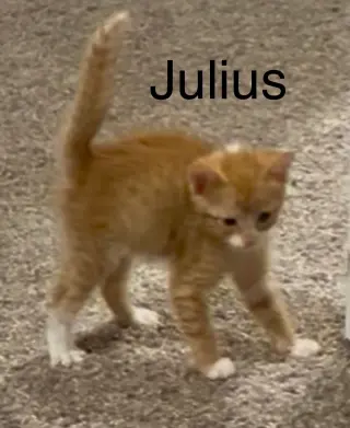 Julius
