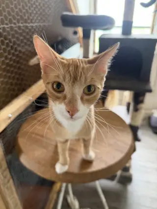Julius