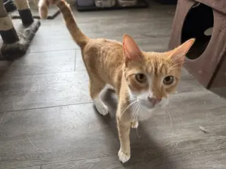 Tang