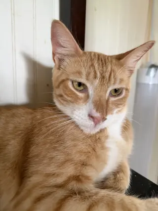 Tang