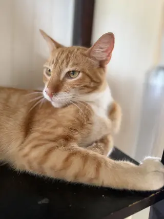 Tang