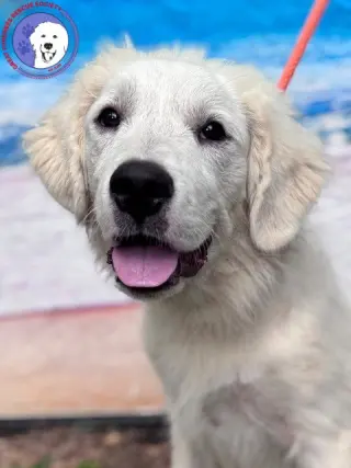 Murphy