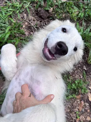 Murphy