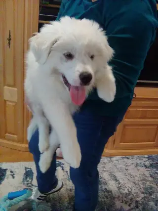 Murphy