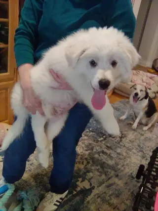 Murphy
