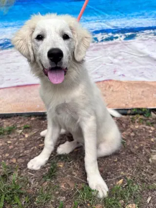 Murphy