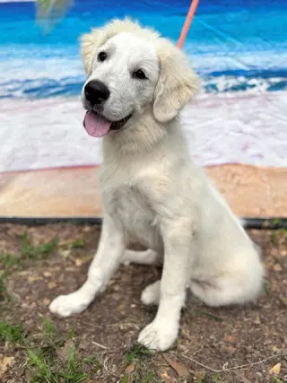 Murphy