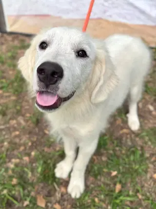 Murphy