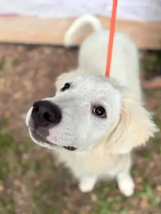 Murphy
