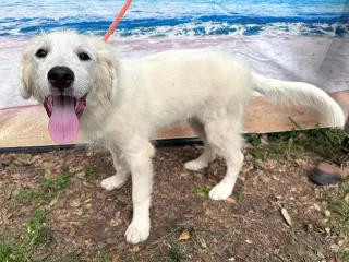 Murphy