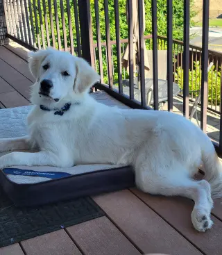 Murphy