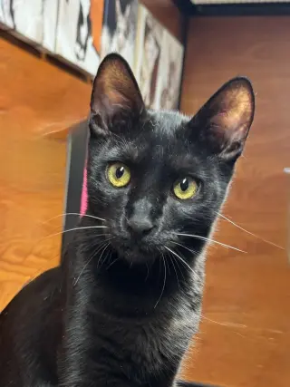 Nibbler