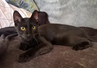 Nibbler