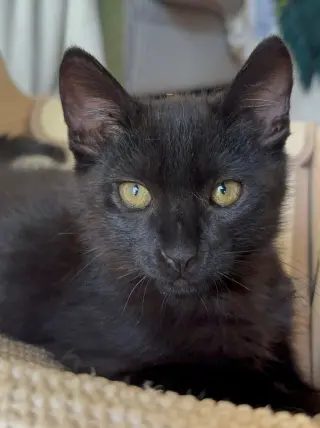 Nibbler