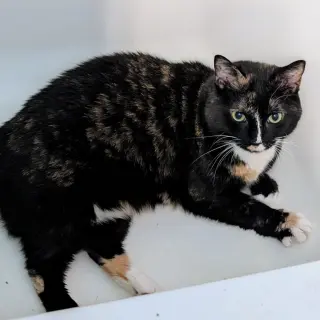 Chloe