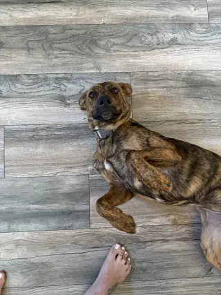 Marlee