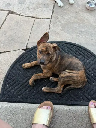 Marlee