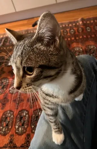Valentina