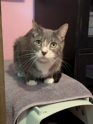 Zimu