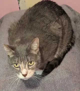 Zimu