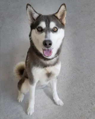 Krypto