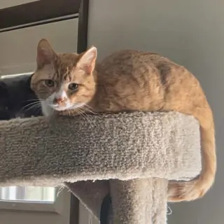 Biscuit