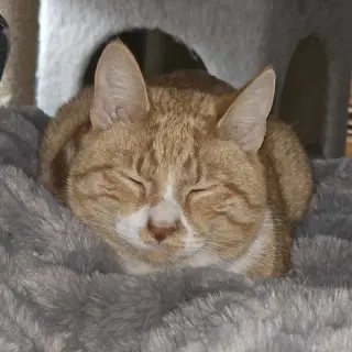 Biscuit