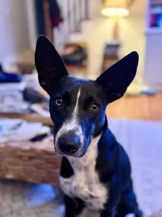 Spooky- big ear energy