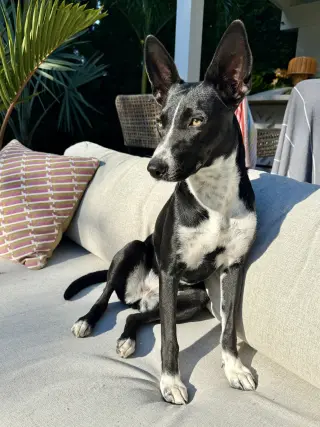 Spooky- big ear energy