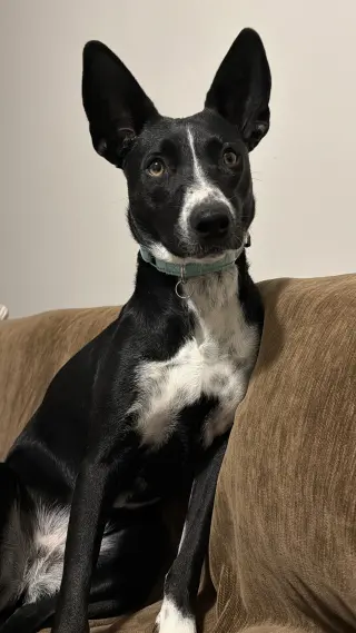 Spooky- big ear energy