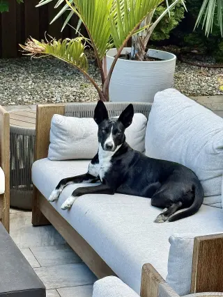 Spooky- big ear energy