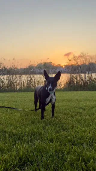 Spooky- big ear energy