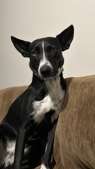 Spooky- big ear energy