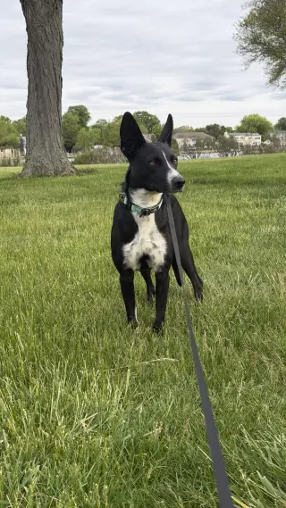 Spooky- big ear energy