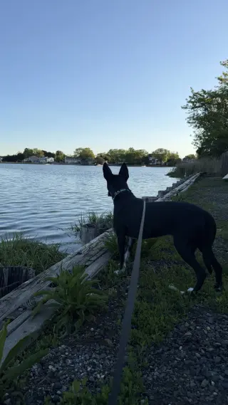 Spooky- big ear energy