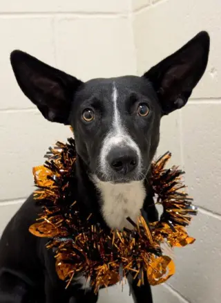 Spooky- big ear energy