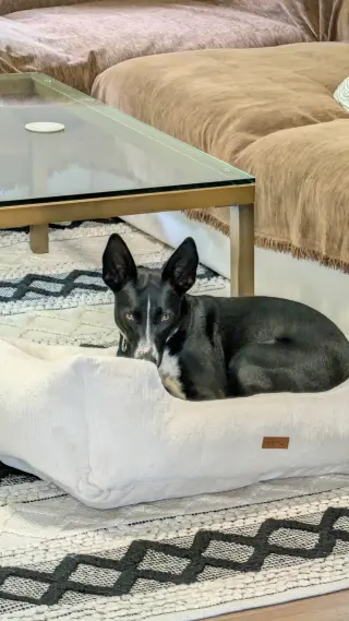 Spooky- big ear energy