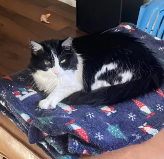 Mabel (fiv)