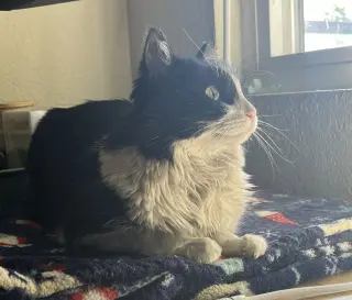 Mabel (fiv)