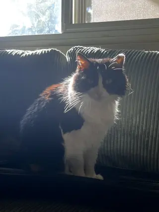 Mabel (fiv)