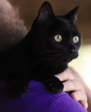 Amara