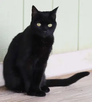 Amara