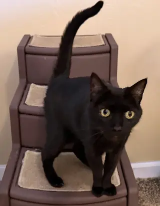 Amara