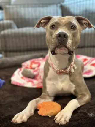 Josie